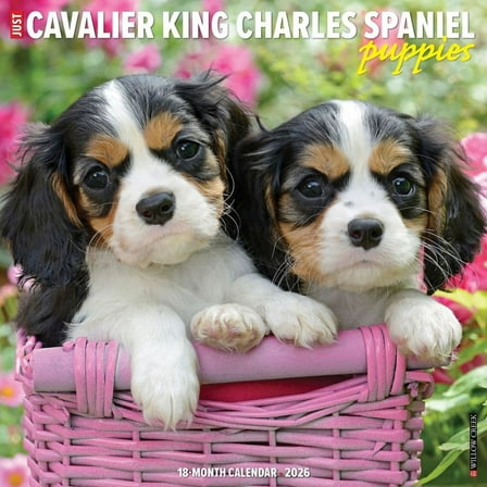 Willow Creek Press, Just Cavalier King Charles Puppies 2026 Wall Calendar, 12'' X 12'', 18-Month Calendar with Stapled Binding