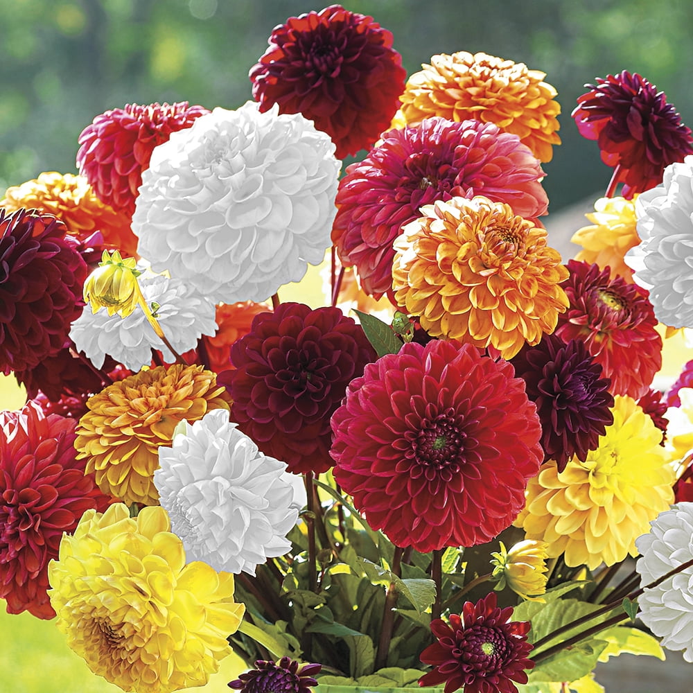 Pompon Dahlias Dormant Bare Root Plants (3Pack)