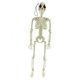 thumbnail image 3 of Esqueleto colgante de Halloween mayimx 16 pulgadas Nariz negra, 3 of 9