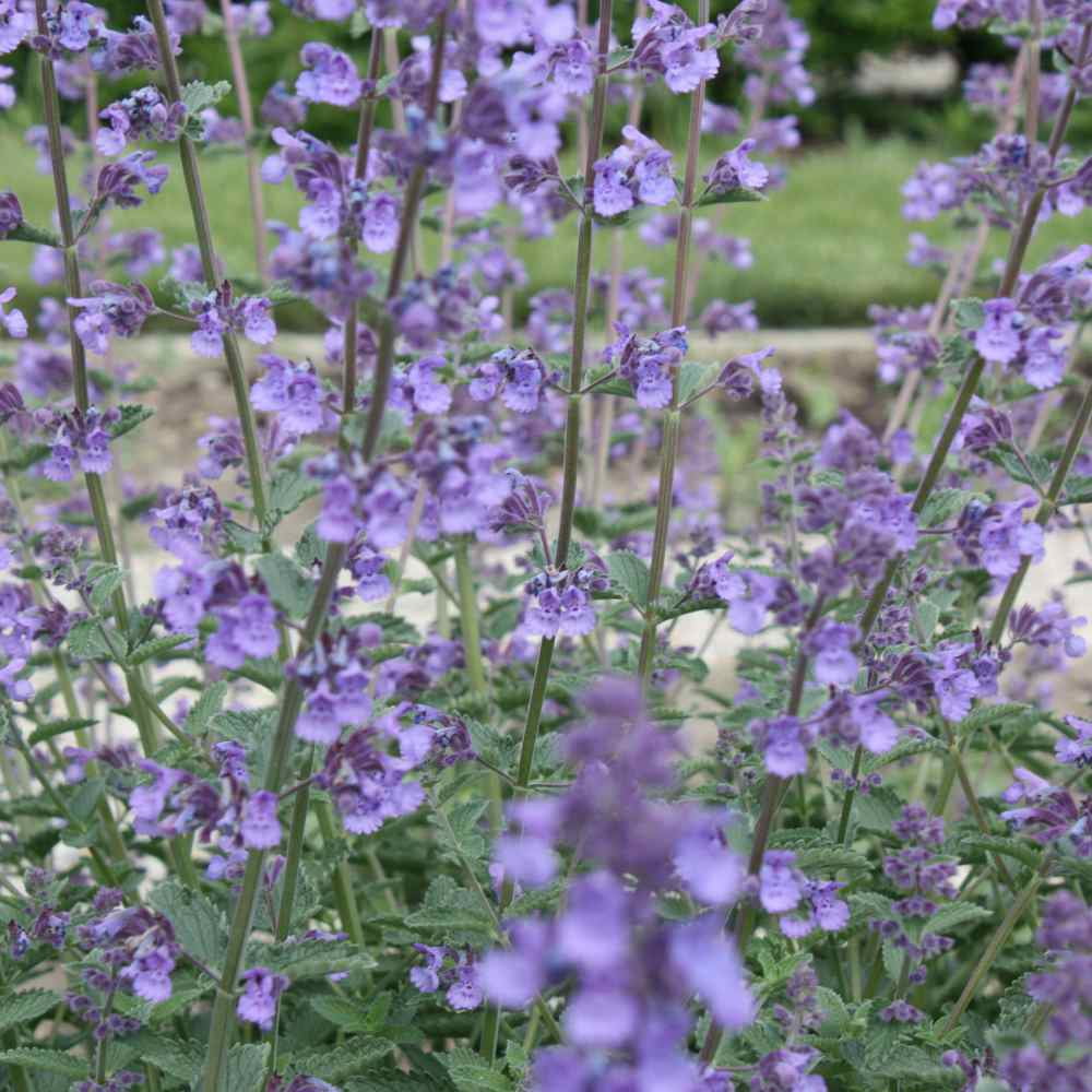 Nepeta Cataria Catnip Xeriscape Herb Garden Plant Seeds - 1 LB