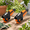 Small (Pack of 2), variant on Orange 7-in-1 Garden Tool &ener -ens Axe Hatchethete Pruner Shears One For All Your Outdoor Gift Gardeners (pack Of 2)