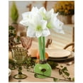 thumbnail image 3 of National Plant Network Green Waxed White Blooming Giant Amaryllis Bulb (3-pack), 3 of 11