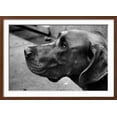 thumbnail image 2 of Great Dane, Animals Framed Art Print Wall Art Sold by Art.Com, 2 of 6