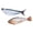 3, variant on Indoor Activity Toy Realistic Plush Fish with USB Rechargeable Flopping Motion and Removable Washable Cover