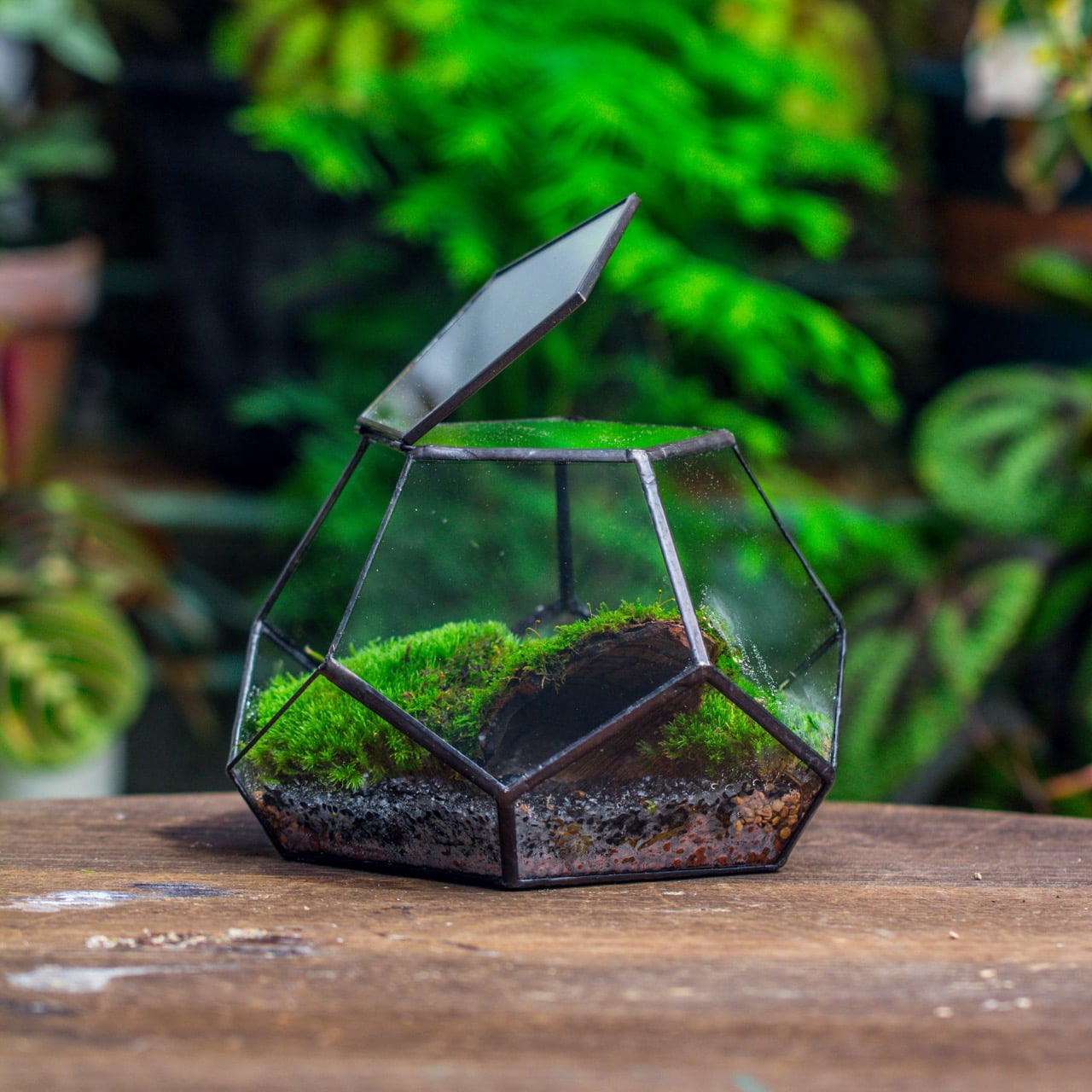 NCYP Mini Glass Close Terrarium, Planter with Lid, for Cactus, Succulents, Moss,