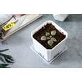 thumbnail image 2 of 5 CM Haworthia Pygmaea Cactus Live Succulent Plants, Rare & Beautiful, Ideal for Garden, Bonsai, and Home Decoration, Perfect Diameter for Miniature Gardens, 2 of 6