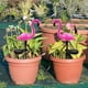 thumbnail image 4 of Lámpara de césped de flamenco con energía Solar, decoración de jardín, luces solares, luz Led impermeable para jardín al aire libre, iluminación de estaca decorativa Xemadio 2023317-4, 4 of 8