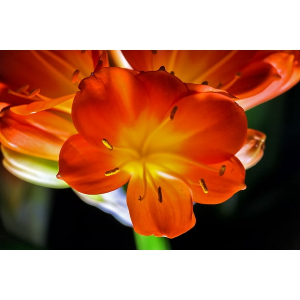 Light Klaƒae A Avia Clivia Miniata Flower Inch By 30 Inch Laminated Poster With Bright Colors And Vivid Imagery Fits Perfectly In Many Attractive Frames Walmart Com Walmart Com