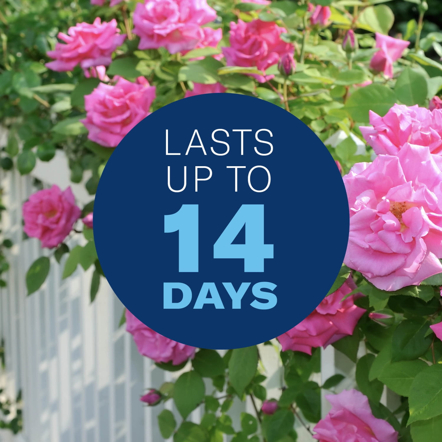 BioAdvanced All-In-One Rose & Flower Plant Care, Ready-To-Use, 24 oz (2-Pack)