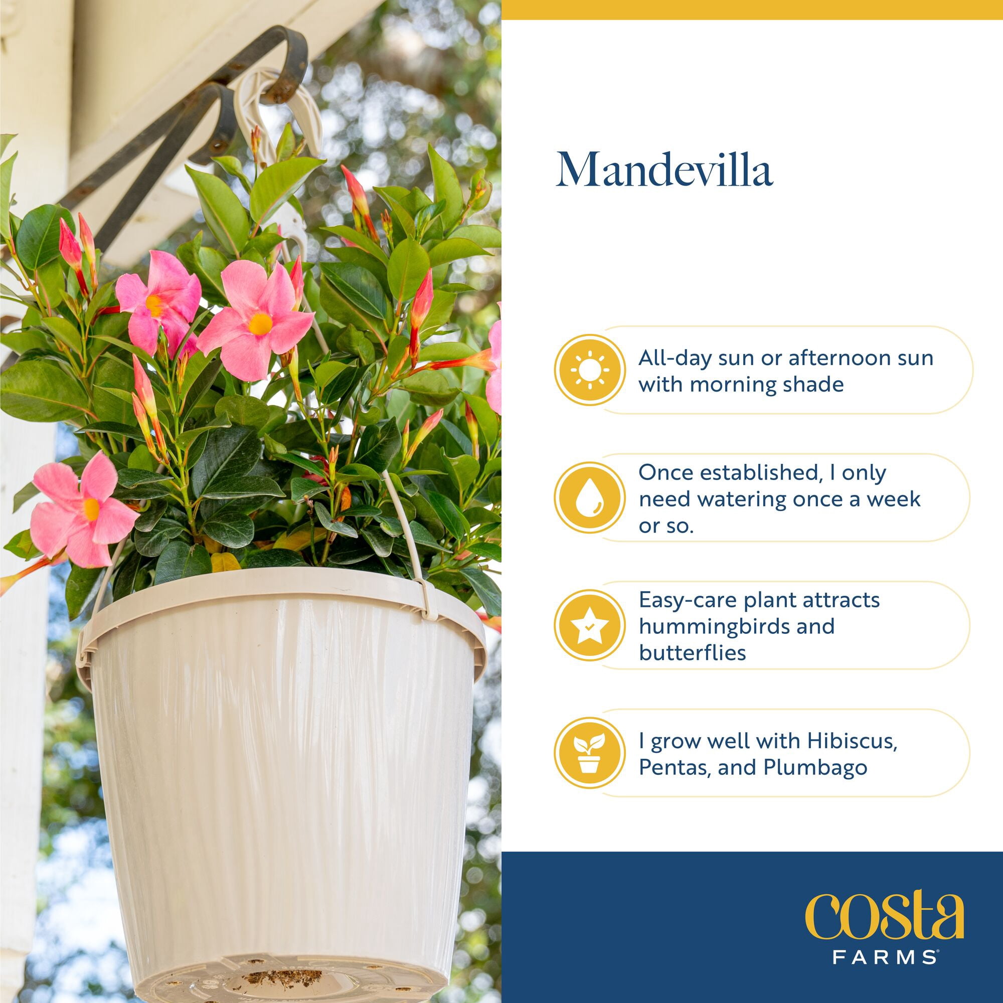 Island Blooms 14" Mandevilla Live Outdoor Plant in 1.5 Pt. Grower Pot (2 Count)