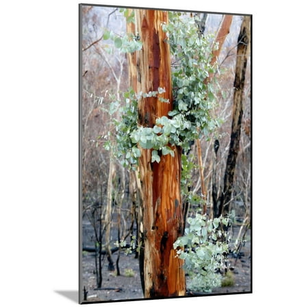 Regrow On Gum Trees After Bush Fire Wood Mounted Print Wall Art