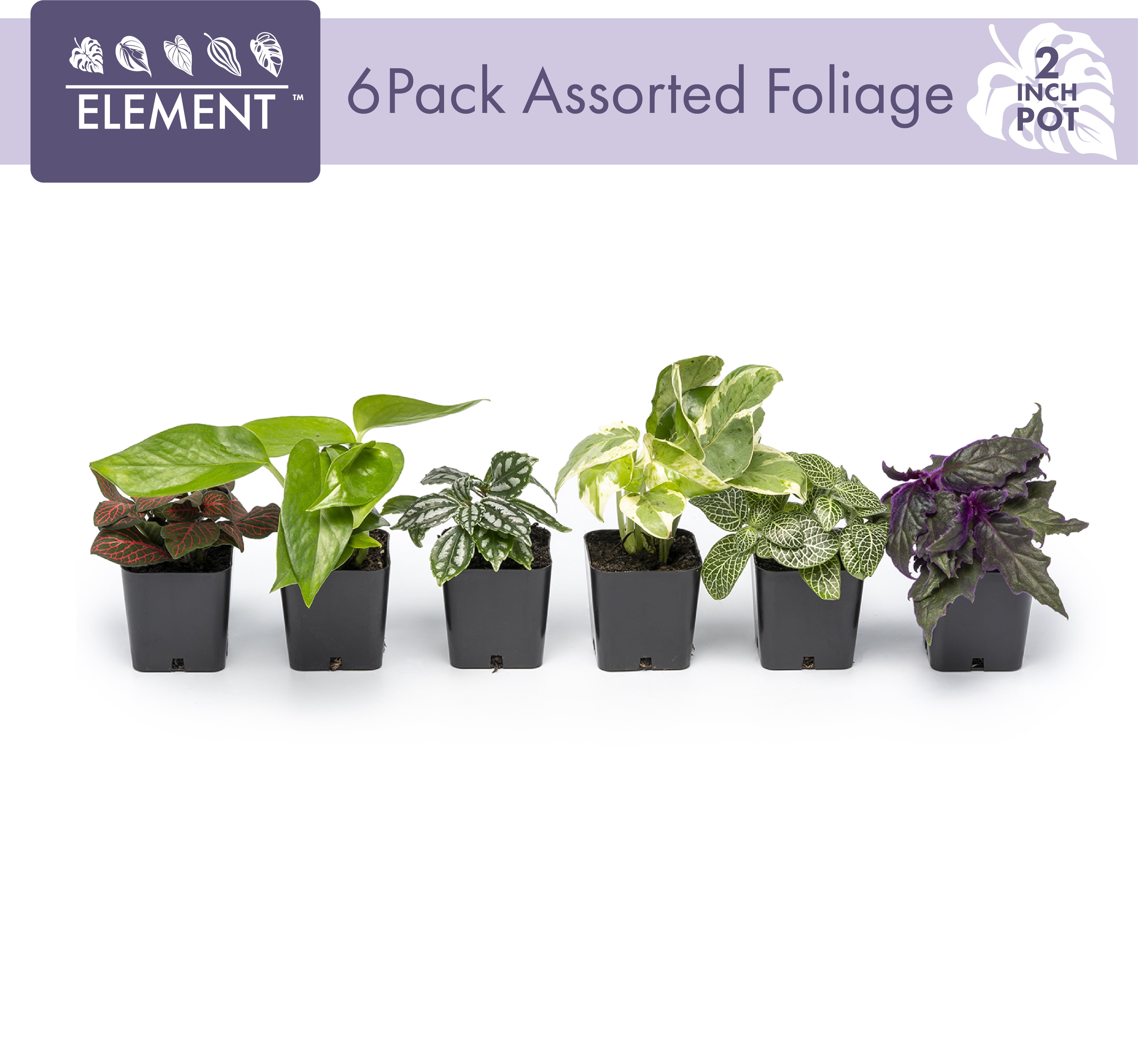 ELEMENT BY ALTMAN PLANTS Easy to Grow Houseplants (6 Pack), Live House