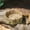 A, variant on EcoNest Wooden Log Turtle Stand With Integrated Food Bowl And Auto Sipper For And