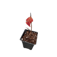 thumbnail image 4 of Grace Smokebush - 4" Pot - Cotinus - Orange/Red Color!, 4 of 4