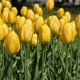 thumbnail image 5 of Giant Golden Yellow Tulip Flowers, 6 Bulbs- Attracts Bees & Butterflies - Spring Blooming, Easy to Grow & Maintain, 5 of 6