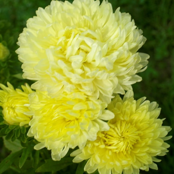 Outsidepride Yellow Paeony Aster Seeds - 2000 Seeds