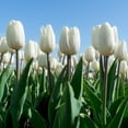 thumbnail image 3 of Colossal White Tulips, 6 Bulbs - Giant White Flowers- Attracts Bees & Butterflies - Easy Growing Sun Loving Perennial, 3 of 6