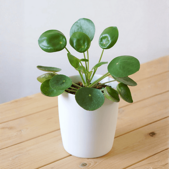 Money Plant Live in 3 Inches Pot, Pilea Peperomioides Plant Live, 2 - 4 Inches Tall, Easy Care Houseplant for Home and Office Decoration