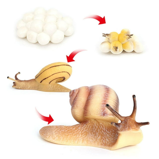 Ciclo Naturales de Plástico, Ciclo de de Caracol, s, Animales, en Miniatura, Juguetes para , Enseña Baoblaze Juego de crecimiento de insectos para niños