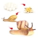thumbnail image 2 of de crecimiento de caracol de animales de de plástico Modelo Biología Juguete Enseñanza Ayudas, 2 of 7