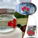 thumbnail image 3 of Comedero colgante para colibríes con tres puertos portátiles, 3 of 5