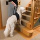 thumbnail image 2 of Arnés de soporte y rehabilitación para perros, ideal para cachorros mayores y jóvenes que necesitan cirugía para patas traseras débiles o articulaciones (talla XL)., 2 of 5