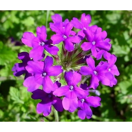 Classy Groundcovers, Verbena 'Homestead Purple', Rose/Creeping/Clump/Purple Verbena/Vervain, Homestead Creeper (25 Pots, 3 1/2 inch square)