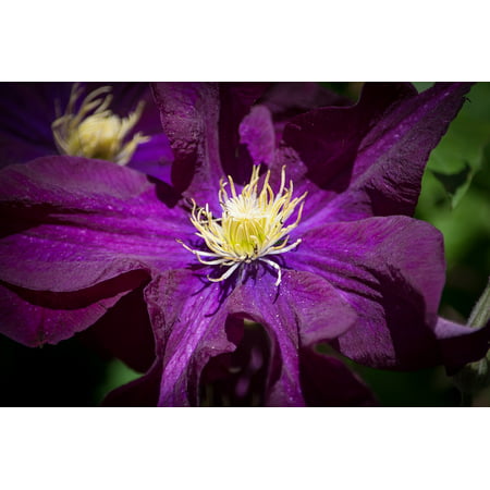 Canvas Print Dark Purple Clematis Flower Bloom Blossom Stretched Canvas 10 x