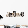 thumbnail image 1 of Front Australian Shepherd Puppies Wall Mural by Wallmonkeys Peel and Stick Graphic (24 in W x 8 in H) WM175494, 1 of 4