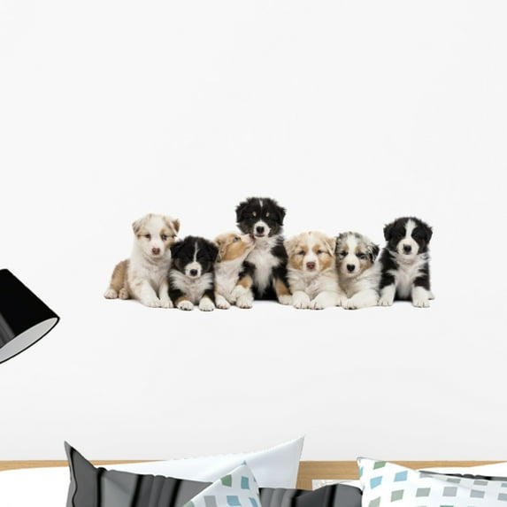 Front Australian Shepherd Puppies Wall Mural by Wallmonkeys Peel and Stick Graphic (24 in W x 8 in H) WM175494