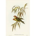thumbnail image 2 of Gould, John 23x32 White Modern Wood Framed Museum Art Print Titled - Musky Lorikeet-Trichoglossus concinnus, 2 of 4