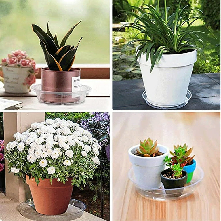 edelweiss lavender plants Lavandula x intermedia 'Edelweiss'  Smarty Plants Nursery