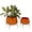 Orange Solid Round S/2 8", 10"H, variant on DecMode 16", 13"H Brushed Dome Gold Metal Planter with Curved X-Shaped Stands (2 Count)