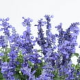 thumbnail image 6 of Expert Gardener 1.5 Gallon Salvia Blue Purple Full Sun Annual Outdoor Live Plants Full Sun, 6 of 8
