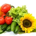 thumbnail image 3 of AeroGarden Grow Anything Seed Pod Kit (50-pod), Green, 3 of 4