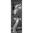 thumbnail image 3 of Delimont, Danita 9x18 Black Modern Framed Museum Art Print Titled - Masai Mara Giraffes, 3 of 5