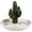 White Trim, variant on Cactus Ring Holder Tray,AJ-206 | Desktop Display Organizer, Office & Decor, Wedding Birthday