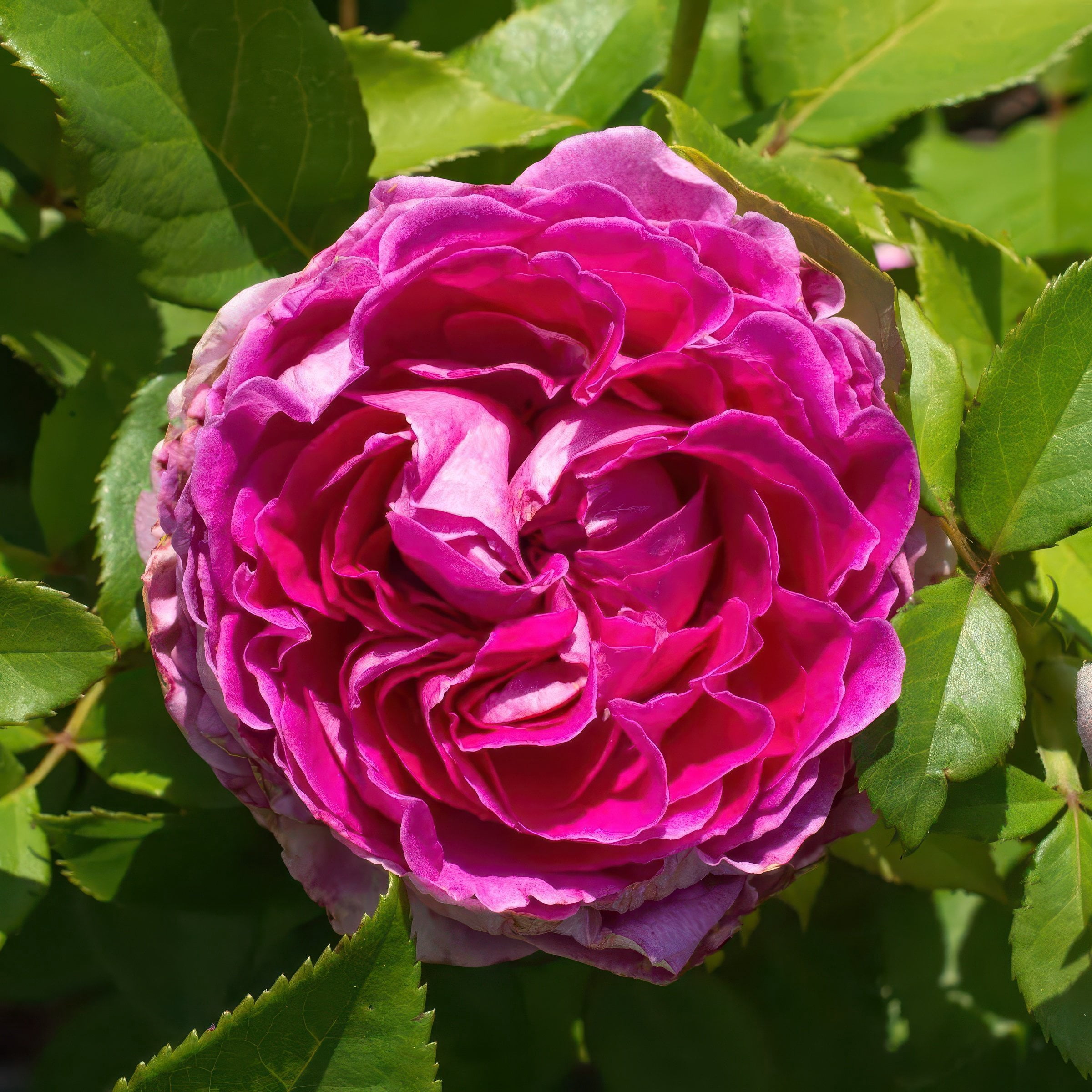 National Plant Network Bare Root Rose Scentables Raspberry Cupcake Hybrid Tea with Pink Flowers (5-pack)