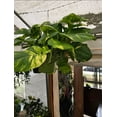 thumbnail image 5 of 10 inch Pot - 2.5 ft tall Giant Hawaiian Pothos plant, Get Similar To the picture, 5 of 11