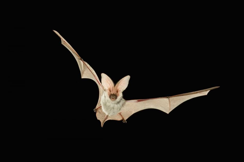 Spotted Bat flying at night near the edge of the Grand Canyon Kaibab