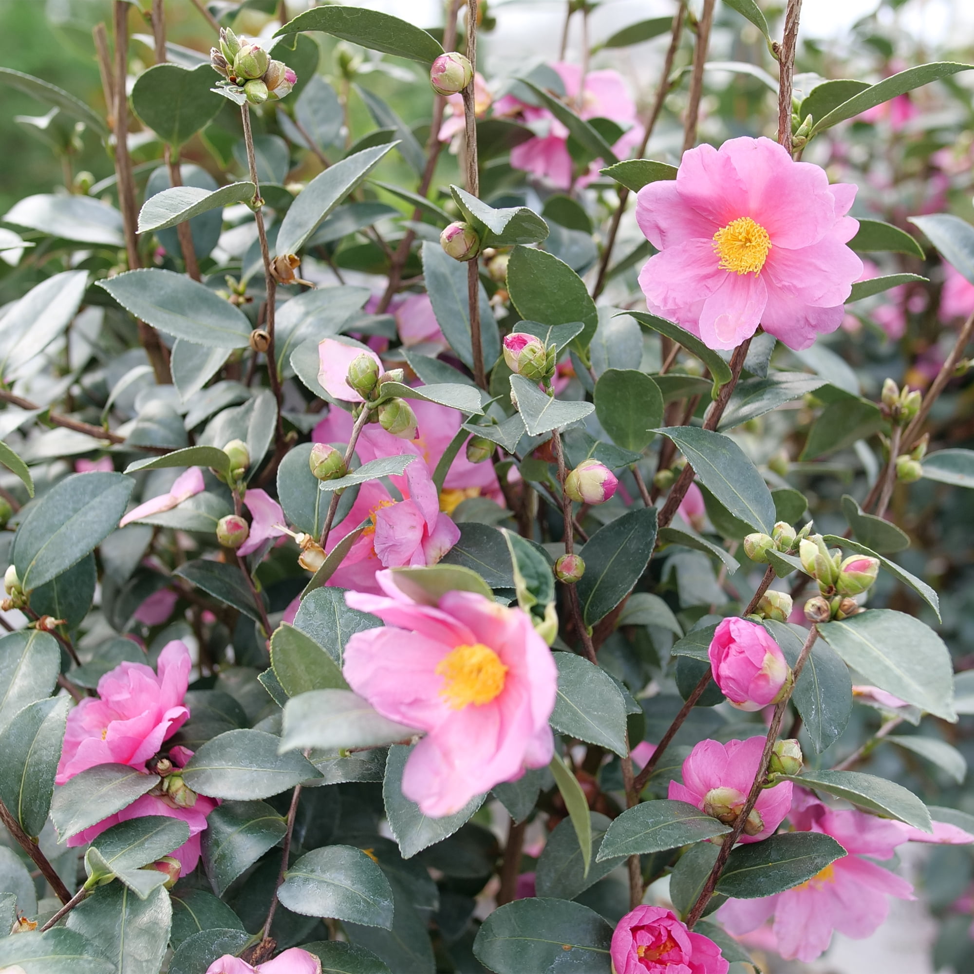 Proven Winners ColorChoice Just Chill Double Mauve Camellia Live Shrub (1 Gallon)