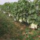 thumbnail image 5 of 100PCS Garden Plant Fruit Cover Protect Net Mesh Bag Against Insect Bird, 5 of 5
