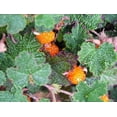 thumbnail image 6 of Classy Groundcovers, Creeping Raspberry, Creeping Bramble, Creeping Rubus, Crinkle-leaf Creeper, Trailing Raspberry (25 Pots, 3 1/2 inch square), 6 of 10