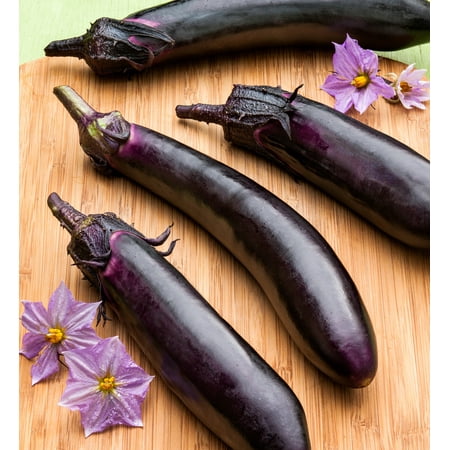 "Bonnie Plants 24"" Dark Purple Eggplant Live Plants in 6"" Grower Pots (2 Count)"