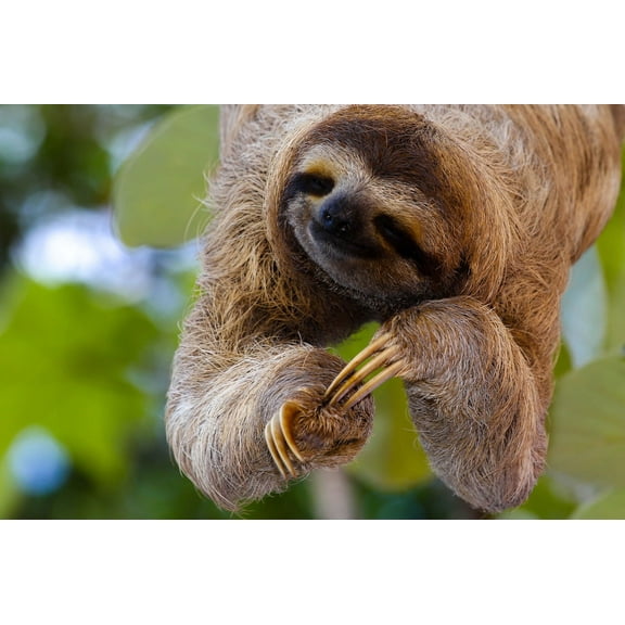 Whimsical Practicality's Smiling Sloth Edible Icing Image for 8 inch round cake