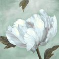 thumbnail image 3 of Broome, Marianne 20x20 Black Modern Framed Museum Art Print Titled - Precious Peony IV, 3 of 5