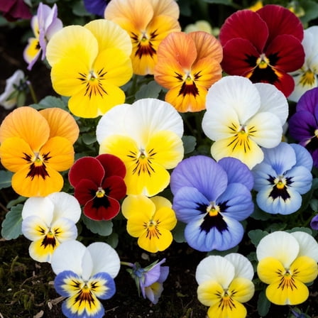Pansies Plants Live in 3 Inch Pot, Mix Colorful Pansy Flowers, 3 to 5 Inches Tall, Hardy Annual Flower for Outdoor Landscaping