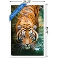 thumbnail image 2 of Tigre - Eau, 2 of 4