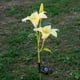thumbnail image 3 of Luces solares de 2 LED con forma de lirio para jardín al aire libre Amarillo, 3 of 8