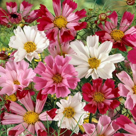 Drought Tolerant Cosmos Bipinnatus Sea Shells Garden Flower Seed MIx - 500 Seeds